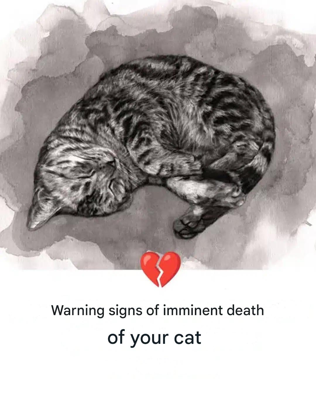 11 signs your cat is dying