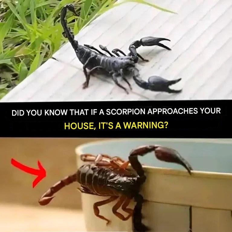 Did you know that if a scorpion appears in your home, it’s to warn you?