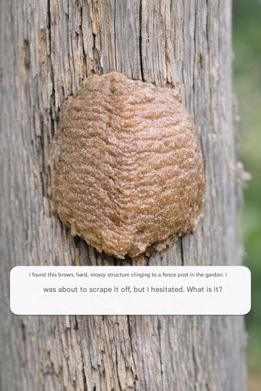 I found this brown, hard, mossy structure clinging to a fence post in the garden. I was about to scrape it off, but I hesitated. What is it?